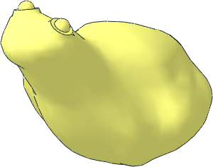 Animal Frog