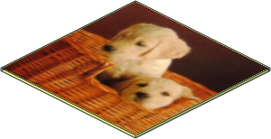 Cardboard 6 x 6 Thick with Sharp Corners with 2 Dogs Photo Cardboard 6 x 6 Thick with Sharp Corners with 2 Dogs Photo