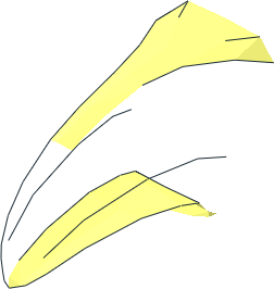 ~Animal Toucan Beak without Patternable Surfaces ~Animal Toucan Beak without Patternable Surfaces
